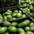 Aguacate de Michoacán ya es un patrimonio protegido