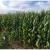 Estiman aumento del 28% en importaciones de maíz amarillo en México