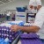En México, producción de huevo crece 6.1% y proyecta sólido cierre para 2026