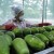 México certifica a casi 6,000 unidades productivas en inocuidad alimentaria