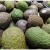 México presenta Certificado Laboral de Agroexportación de Aguacate 
