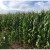 En México, acuerdan productores, industria y gobierno esquema comercial para maíz blanco 