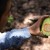 México reafirma, en 10 estados, zonas libres de plagas del aguacate